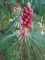 Male cones at San Francisco Botanical Garden