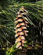 A mature seed cone that has opened and released its seeds