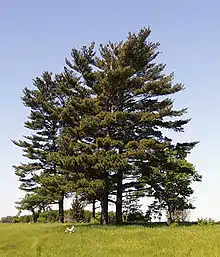 Eastern white pine