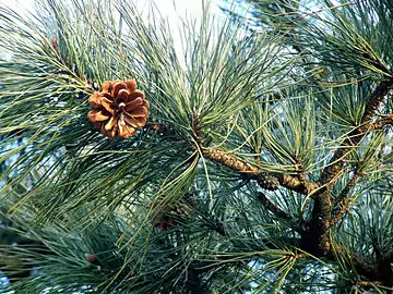 Foliage and cone