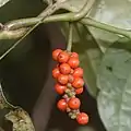 Fruits