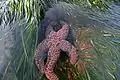 Ochre Starfish (Pisaster ochraceus) found in intertidal zone