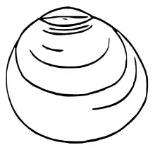 Drawing of the right valve external view of Pisidium moitessierianum