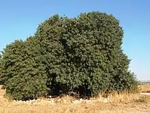 Terebinth tree (Pistacia atlantica) in the Elah valley, on south side of Neve Michael