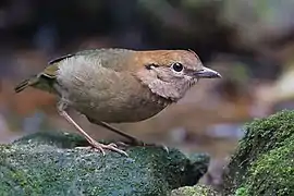  stout dull coloured bird hunched over mossy rock