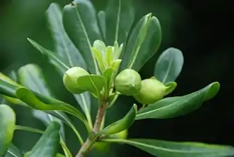 Pittosporum tobira