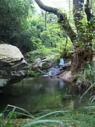 Mt.Pelion is covered in forest