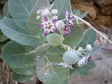 Calotropis procera