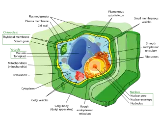 Image 1Structure of a plant cell (from Plant cell)