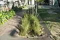 Brick swale vegetation