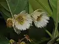 Elaeocarpus flower