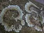 Foliose lichens on rock growing outward and dying in the center. These lichens are at least several decades old.