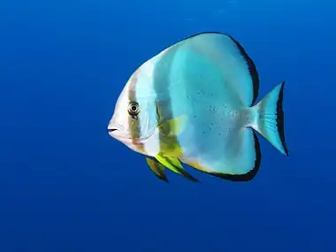 Image 16Orbicular batfishPhotograph: Alexander VaseninThe orbicular batfish (Platax orbicularis) is a batfish endemic to the Indian and Pacific Oceans. It has a thin, disc-shaped body, and male can grow up to 50 centimetres (20 in) in length. In the wild, the orbicular batfish lives in brackish or marine waters, usually around reefs, at depths from 5 to 30 metres (20 to 100 ft). It is also a popular aquarium fish, although captive specimens generally do not grow as long as wild ones.More selected pictures