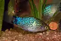 Blue platy