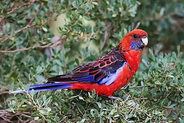 Crimson rosella is a common sight in Devilbend Reserve