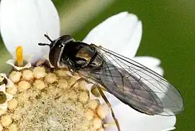 Platycheirus occultus female