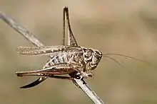 Platycleis affinis