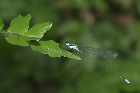 male