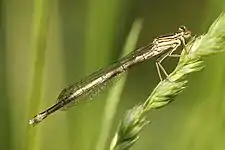 Yellow damselfly