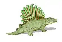 Platyhystrix rugosus, a platyhystricine of the very late Carboniferous to early Permian of North America