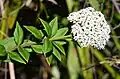 Platysace lanceolata Barren Grounds