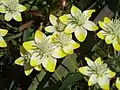 Creamcups (Platystemon californicus)