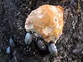 Cypherotylus californicus feeding on fungus