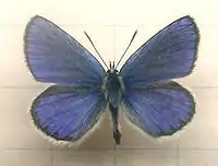 Mounted specimen. Male, upperside