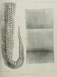 #27 (≤1873)The type specimen of Plectoteuthis grandis, consisting of a single arm (Owen, 1881:pl. 34). The provenance of this material is uncertain, but it may originate from the east coast of South America.