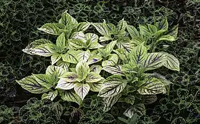 Two types of Plectranthus scutellarioides (Coleus).