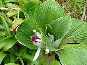 A hybrid between P. hookeri and P. speciosum