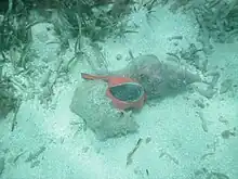 A sandy bottom. On it a large sea snail with a bright orange-red body and a large operculum is reaching far into the shell of a queen conch.