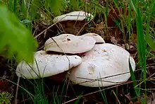 Image 27Ferula mushroom in Bingöl, Turkey . This is an edible type of mushroom. (from Mushroom)