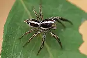 Plexippus paykulli on a leaf