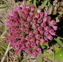 Shrubby fleabane (Pluchea odorata)