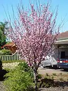 Plum blossoms in full bloom.