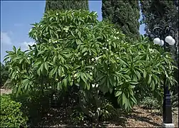 White Plumeria rubra tree