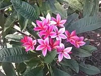 Plumeria blossoms on Tallac knoll