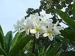 Temple Tree (Champa, Frangipani and Pagoda tree; Khera chapha or Pandhra chapha-पांढरा चाफा in Marathi, Chameli or Gulechin in Hindi, Kath champa in Bengali, Rhada Champo in Gujarati, Arali in Tamil) -- Plumeria rubra (also called Plumeria acuminata or Plumeria acutifolia)