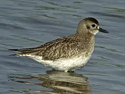 Adult in winter plumage