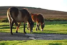 Image 78Ponies grazing on Exmoor near Brendon, North Devon (from Devon)