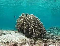 Pocillopora grandis