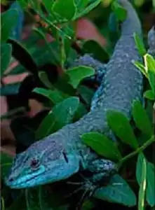 The insular subspecies of Italian wall lizard, Podarcis siculus klemmeri, exhibits darker blue coloration.