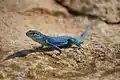 The subspecies Formentera wall lizard (P. pityusensis formenterae)