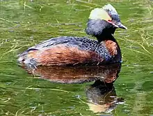 Horned grebe, Podiceps auritus (A)