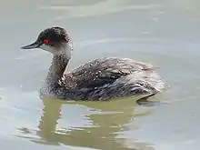 A bird in water, facing to the left. The bird has a brownish head, a whitish chin and upper throat, whitish flanks, and an overall brownish look.