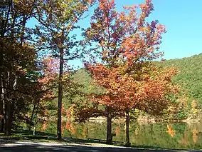 Several trees with autumnal foliage on the shore of a lake reflecting a forested mountain