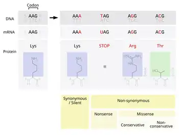 Image 9Point mutations classified by impact on protein (from Mutation)