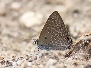 Ventral view