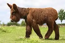 A tall donkey with very shaggy coat